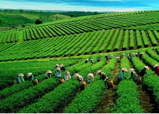 Tây Nguyên – Địa điểm nên đến 1 lần trong đời5 Tây Nguyên – Địa điểm nên đến 1 lần trong đời5