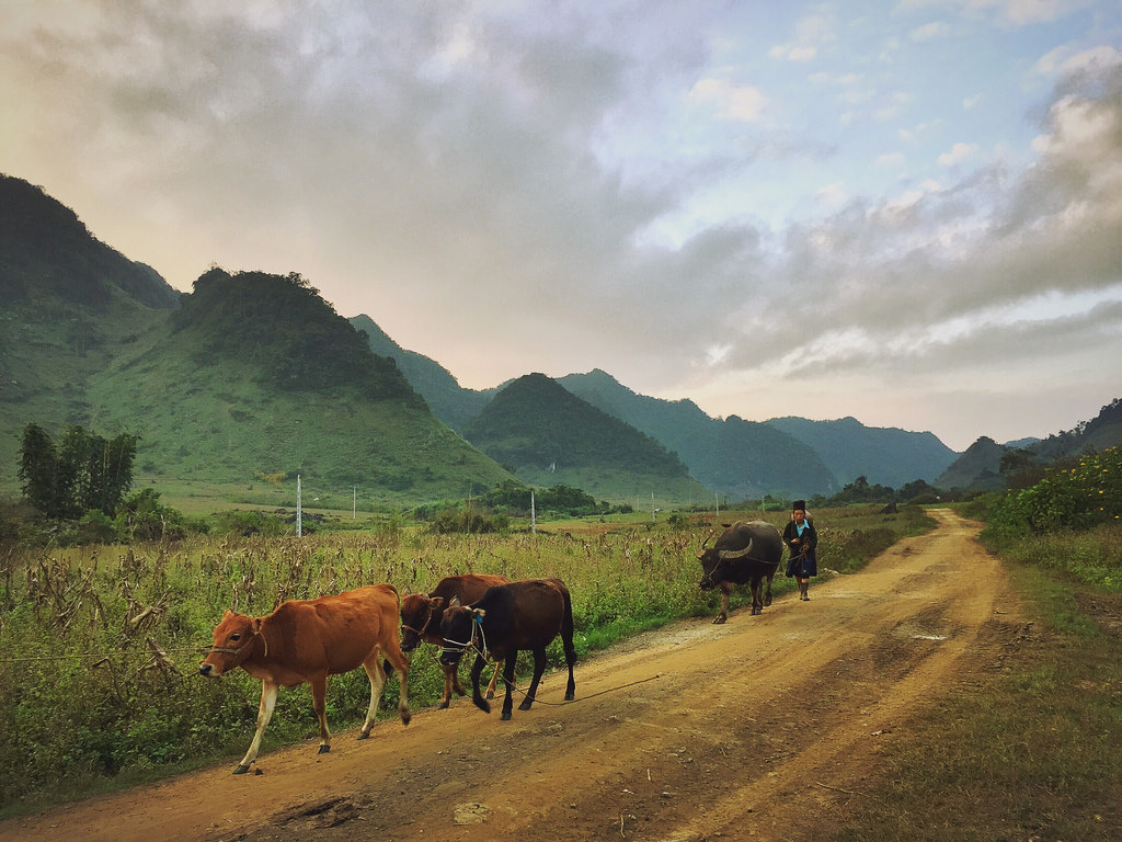 TỔNG HỢP những điểm du lịch ở Mộc Châu nhất định phải ghé qua4 TỔNG HỢP những điểm du lịch ở Mộc Châu nhất định phải ghé qua4