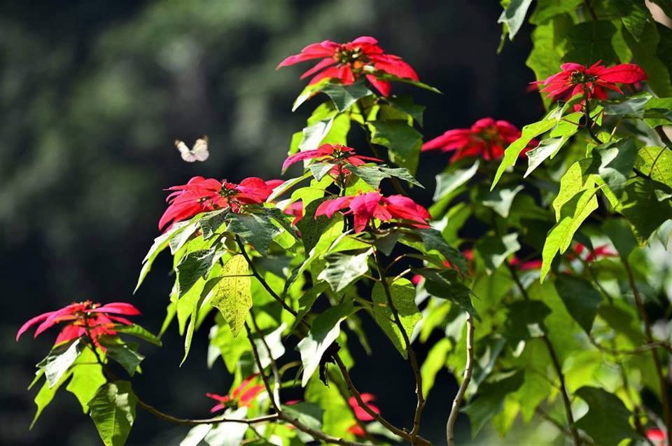 TỔNG HỢP những điểm du lịch ở Mộc Châu nhất định phải ghé qua5 TỔNG HỢP những điểm du lịch ở Mộc Châu nhất định phải ghé qua5