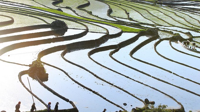 ruộng bậc thang Sapa ruộng bậc thang Sapa