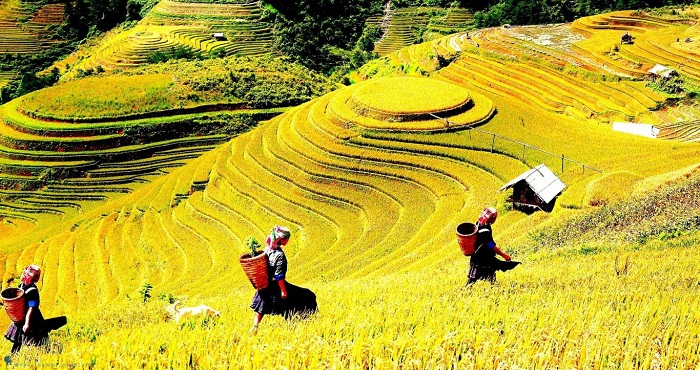 Ruộng bậc thang Sapa Ruộng bậc thang Sapa