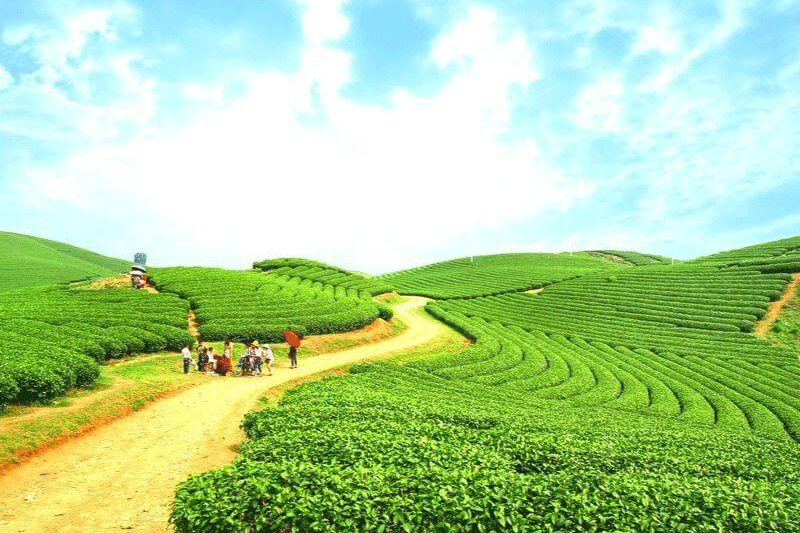 đồi chè mộc châu doi-che-moc-chau