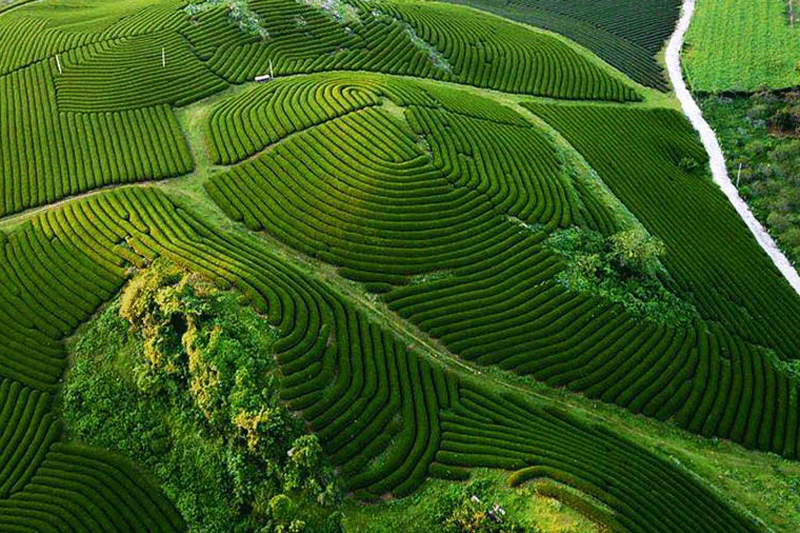 đồi chè mộc châu doi-che-moc-chau