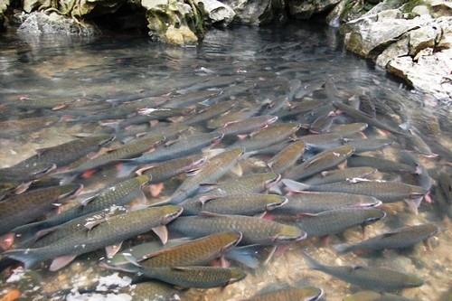 Đến Thanh Hóa mà không tới những điểm này thì phí phạm cả đời3 Đến Thanh Hóa mà không tới những điểm này thì phí phạm cả đời3